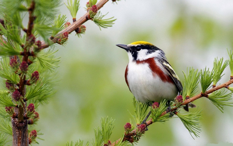 Chim sơn ca ăn gì để hót hay và phát triển tốt?