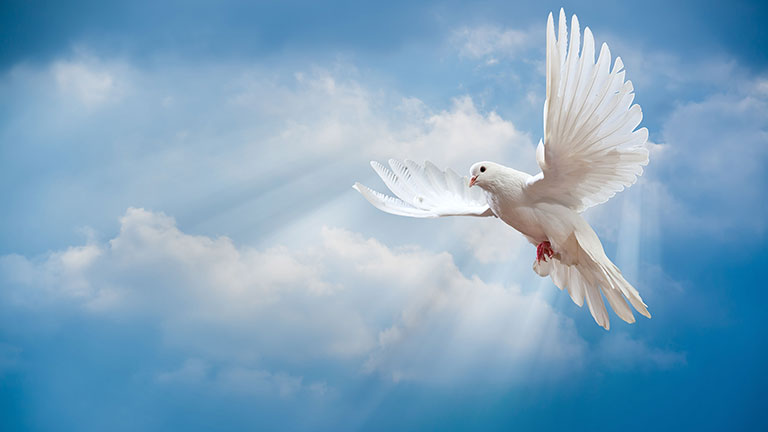 Video: Toàn văn Sứ điệp ngày Hòa bình Thế giới 1/1/2020 của Đức Thánh Cha Phanxicô